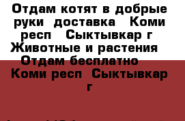 Отдам котят в добрые руки, доставка - Коми респ., Сыктывкар г. Животные и растения » Отдам бесплатно   . Коми респ.,Сыктывкар г.